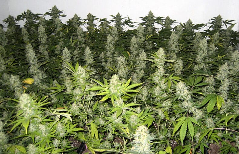 Cultiver-cannabis-SOG