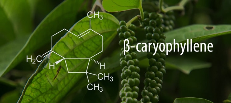 caryophyllene