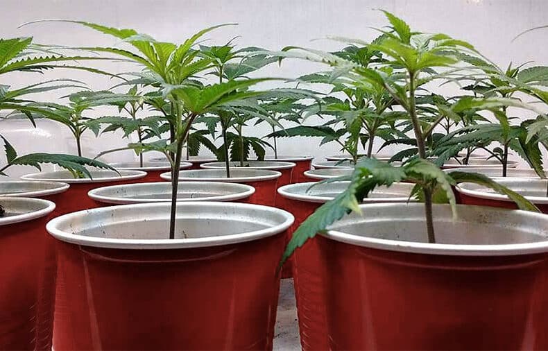 clone-cannabis