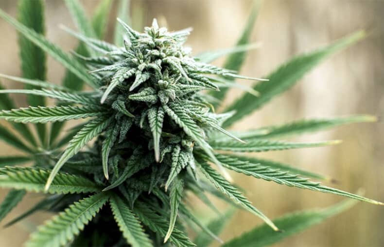 gros-plant-cannabis