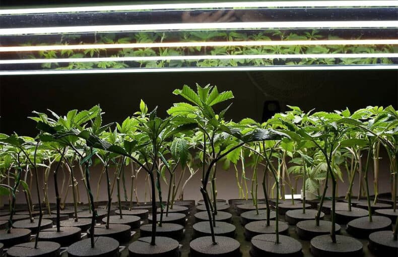 plante-mere-cannabis