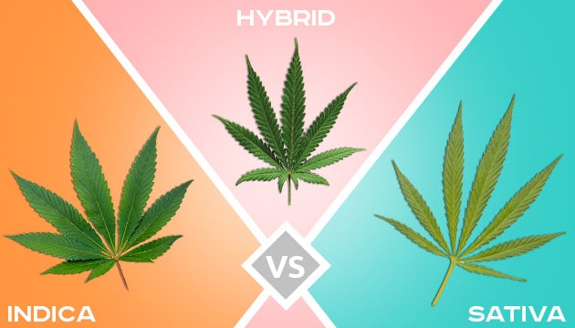 choix-varietés-cannabis