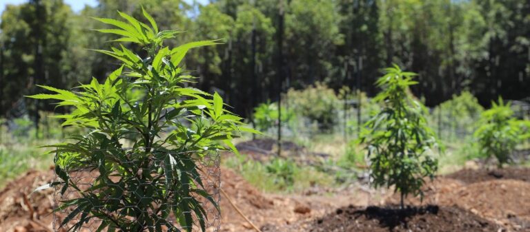Comment cultiver du cannabis en extérieur (outdoor)