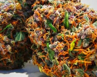 cannabis-plus-cher-monde