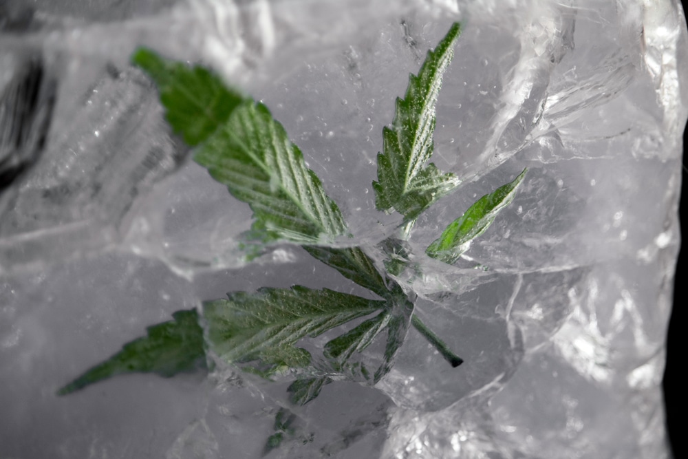arrosage-glace-cannabis