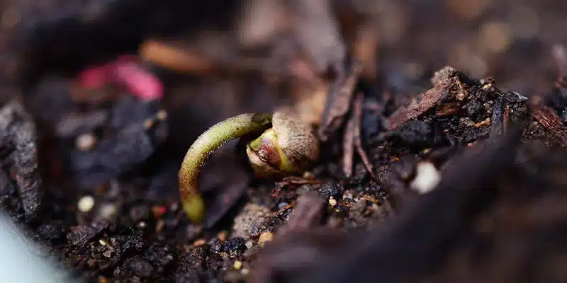 germination-graine-cannabis-terre