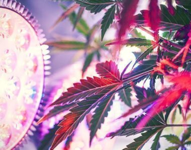 meilleure-lampe-cannabis